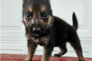 Marvin - German Shepherd for sale