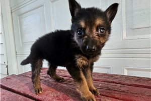 Melinda - puppy for sale