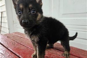 Mason - puppy for sale