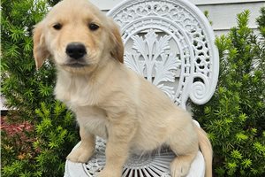 Everly - Golden Retriever for sale