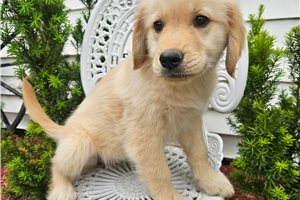 Enola - Golden Retriever for sale