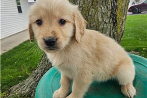 Enola - puppy for sale