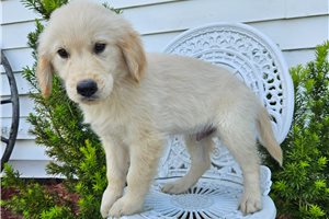Elias - Golden Retriever for sale