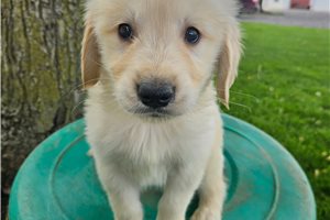 Elmo - puppy for sale