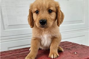 Tucker - puppy for sale