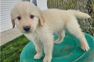 Elias - Golden Retriever for sale