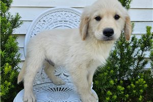 Ericson - Golden Retriever for sale
