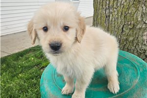 Eskimo - puppy for sale