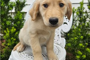 Everly - Golden Retriever for sale