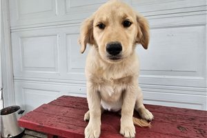 Everly - Golden Retriever for sale