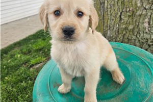 Emmett - puppy for sale