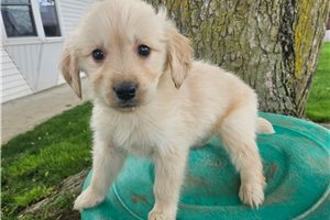 Ericson - puppy for sale