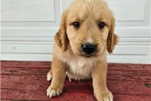 Titus - Golden Retriever for sale