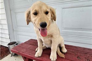 Everly - Golden Retriever for sale