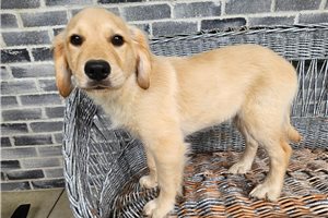 Enola - Golden Retriever for sale