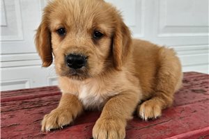 Trevor - Golden Retriever for sale
