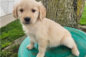 Everly - puppy for sale
