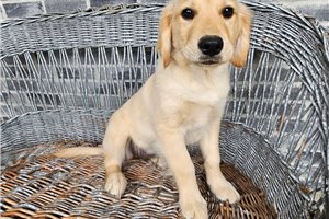 Enola - Golden Retriever for sale