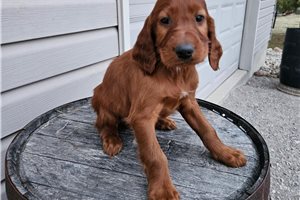 Carter - puppy for sale
