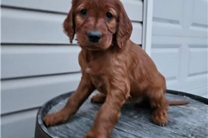 Anita - puppy for sale