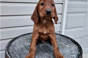 Chester - Irish Setter for sale