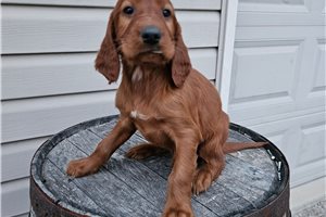 Clark - puppy for sale