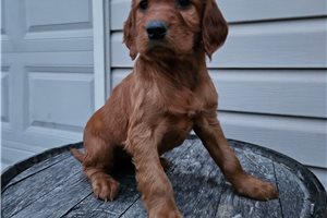 Carly - puppy for sale