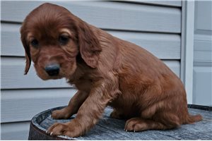 Anise - puppy for sale