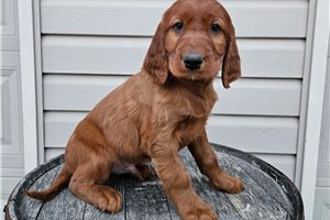 Collin - puppy for sale