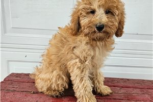 George - puppy for sale