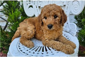 Raelyn - puppy for sale