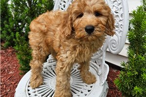 George - Mini Goldendoodle for sale