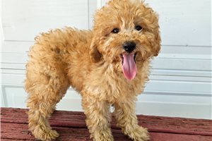 Grayson - Goldendoodle, Mini for sale