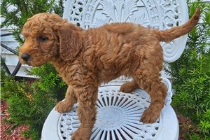 Reggie - puppy for sale