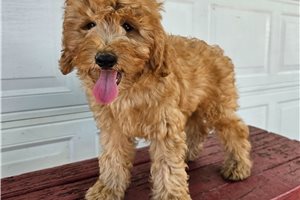 George - Goldendoodle, Mini for sale
