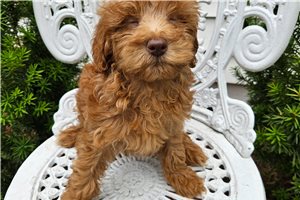 Gillian - Mini Goldendoodle for sale