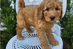 Rain - puppy for sale