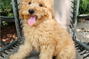 Garrett - Goldendoodle, Mini for sale