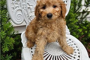 Garrett - puppy for sale