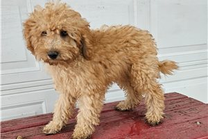 Gunther - puppy for sale