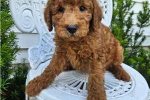 Reef - Goldendoodle, Mini for sale