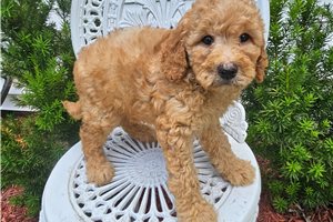 Rashira - puppy for sale