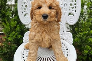 Gunther - puppy for sale