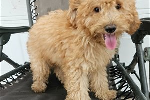 Grayson - puppy for sale