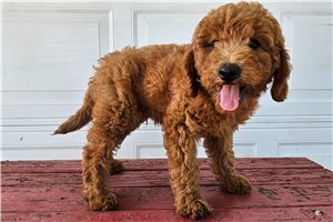 Reggie - Goldendoodle, Mini for sale