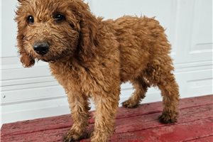 Reef - Goldendoodle, Mini for sale