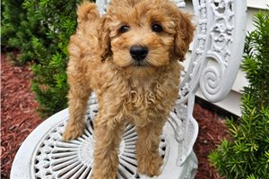 Grayson - puppy for sale