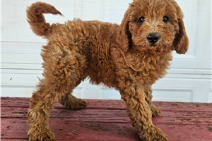 Reef - Goldendoodle, Mini for sale