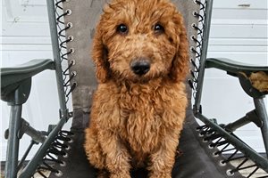 Reggie - puppy for sale