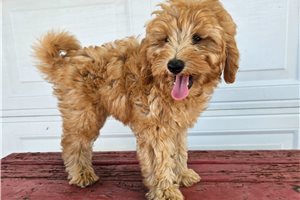 Gunther - Goldendoodle, Mini for sale